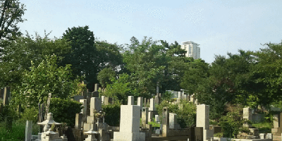 青山霊園　墓石　本小松石